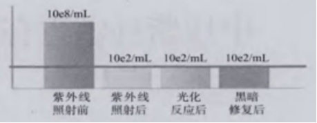 中压紫外线照射后微生物复活的情况